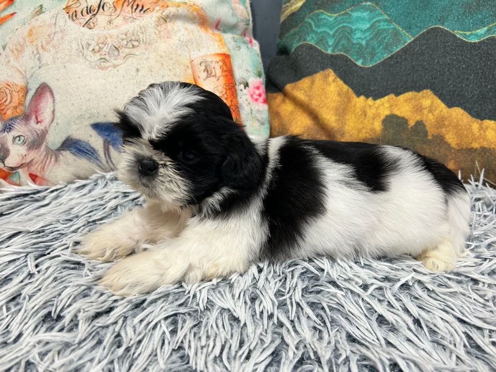 Velak's - Chiot disponible  - Shih Tzu