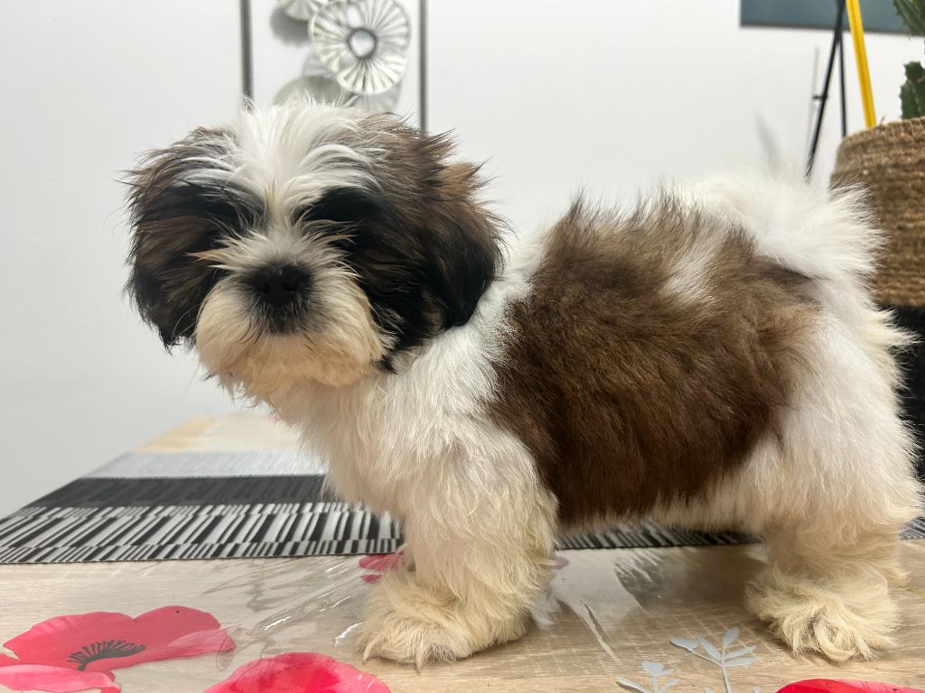 Velak's - Chiot disponible  - Shih Tzu