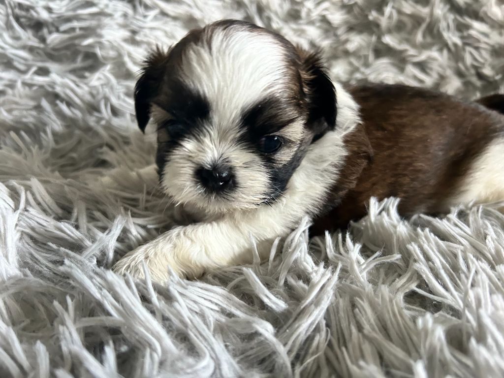 Velak's - Chiot disponible  - Shih Tzu