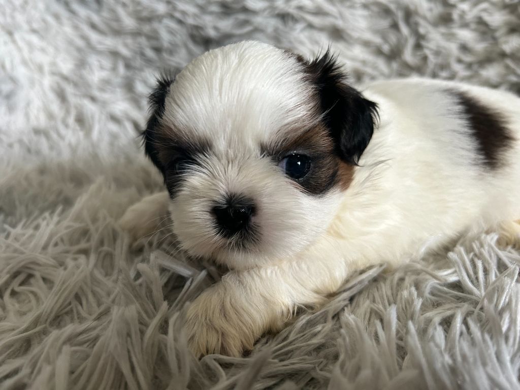 Velak's - Chiot disponible  - Shih Tzu