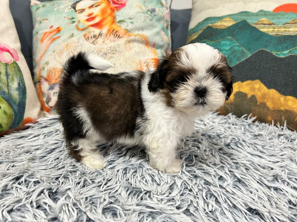 Velak's - Chiot disponible  - Shih Tzu