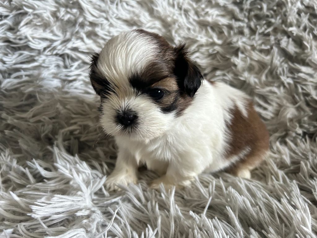 Velak's - Chiot disponible  - Shih Tzu