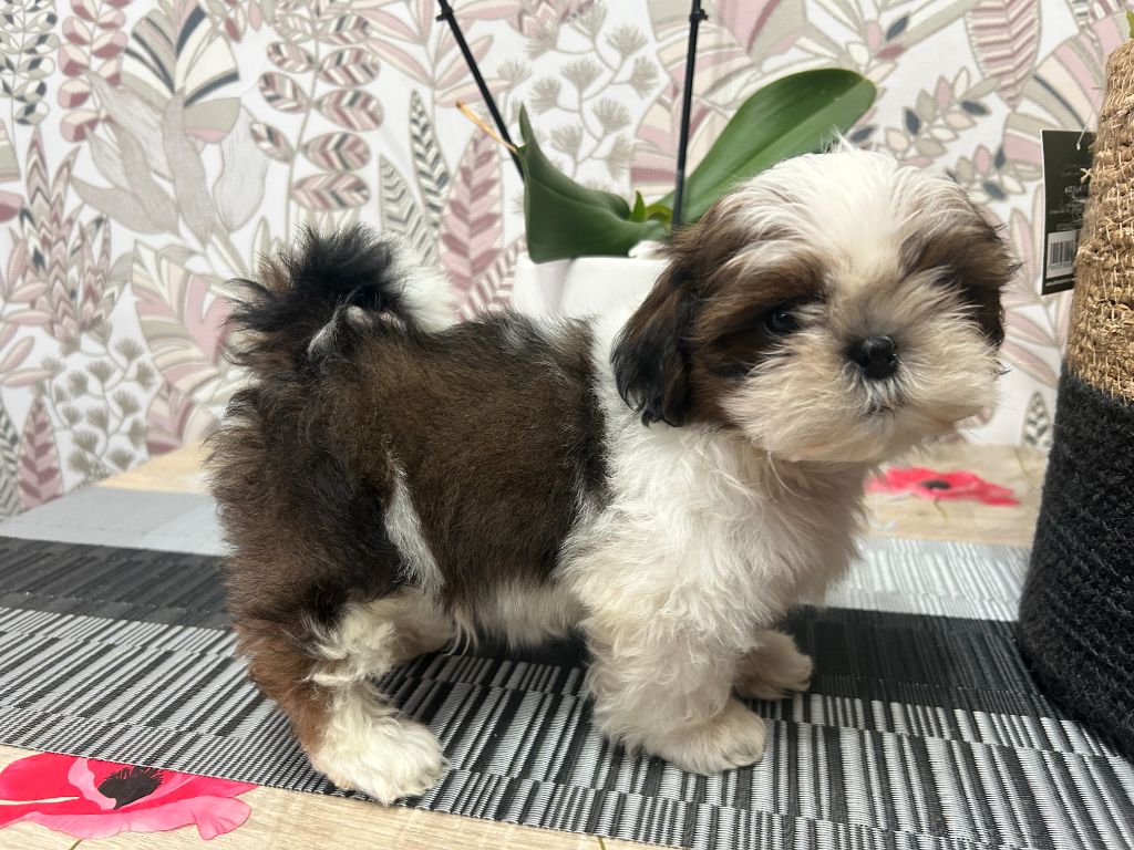 Velak's - Chiot disponible  - Shih Tzu