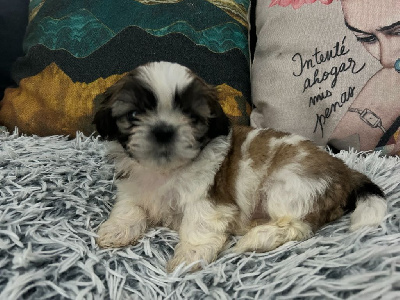 Velak's - Shih Tzu - Portée née le 01/12/2024