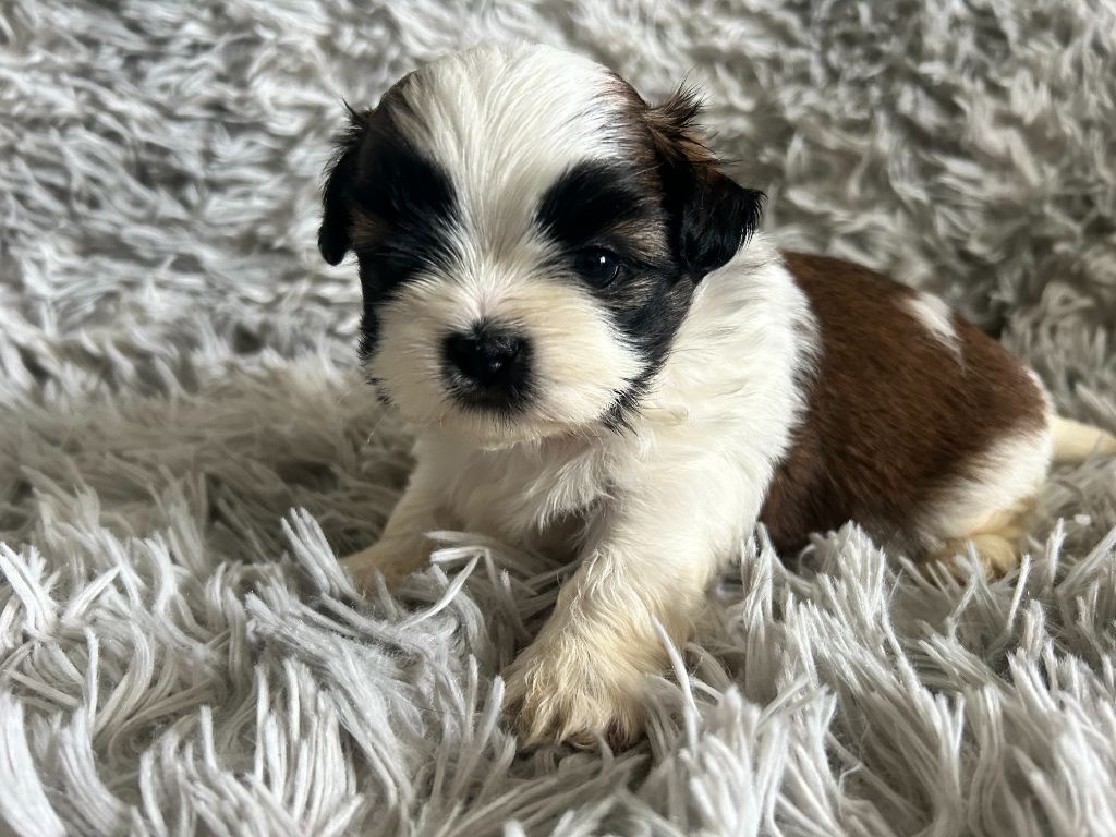 Velak's - Chiot disponible  - Shih Tzu