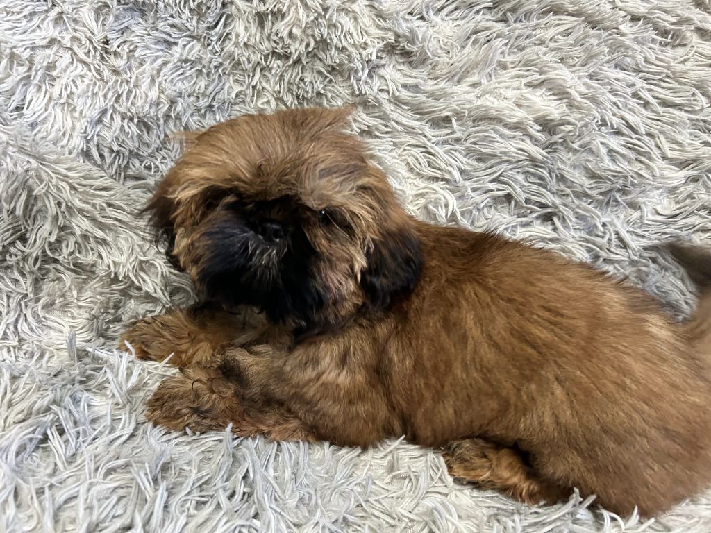 Velak's - Chiot disponible  - Shih Tzu