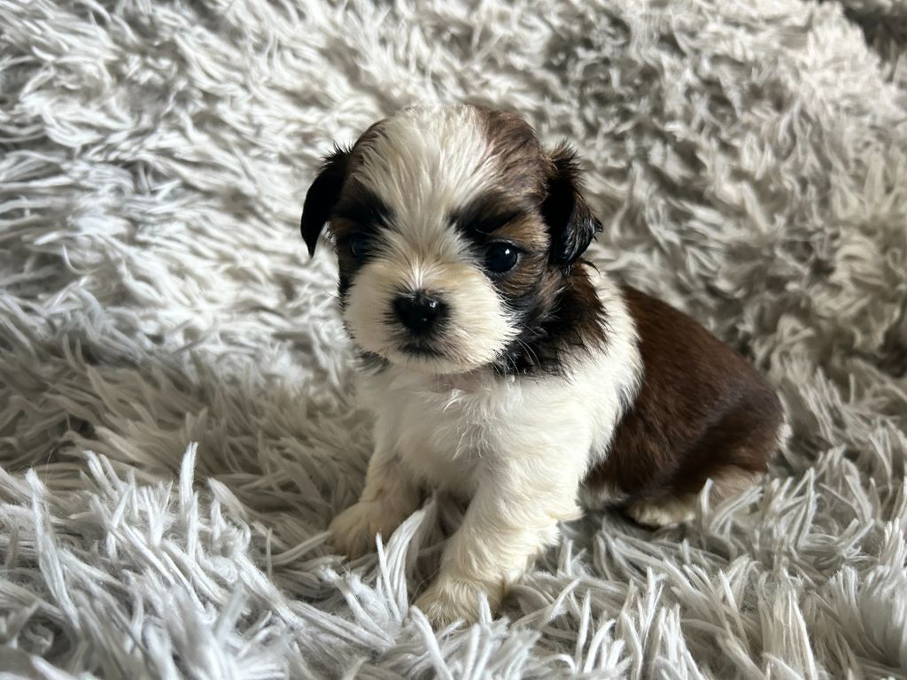 Velak's - Chiot disponible  - Shih Tzu