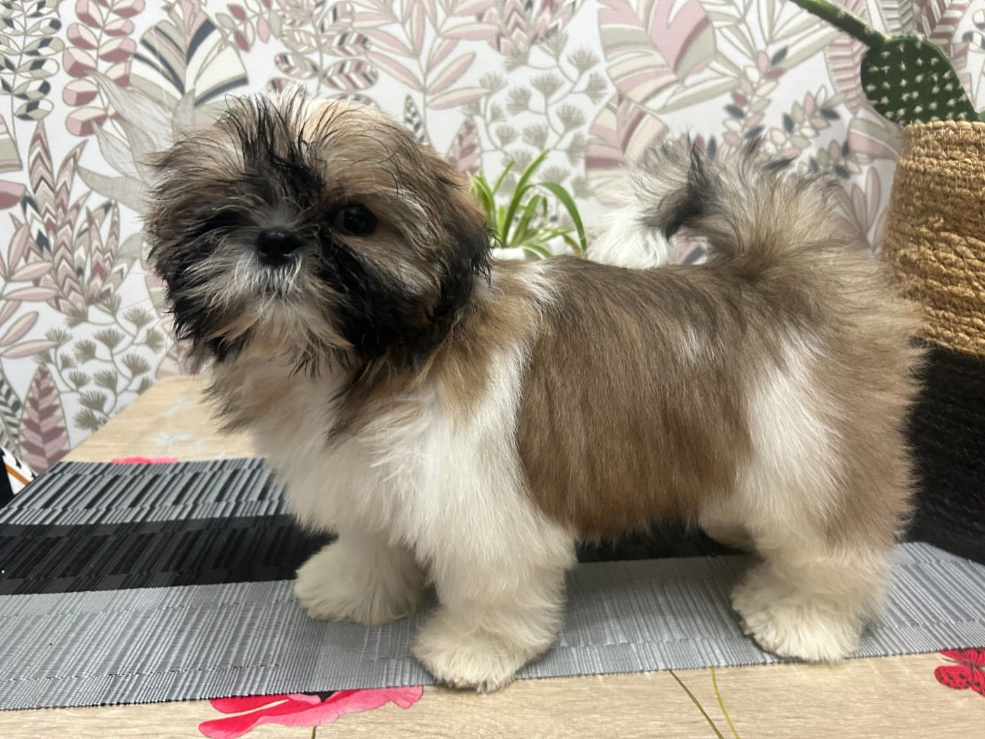 Velak's - Chiots disponibles - Shih Tzu