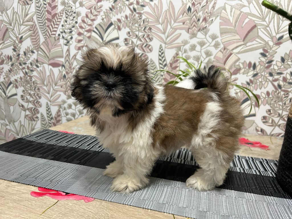 Velak's - Chiots disponibles - Shih Tzu