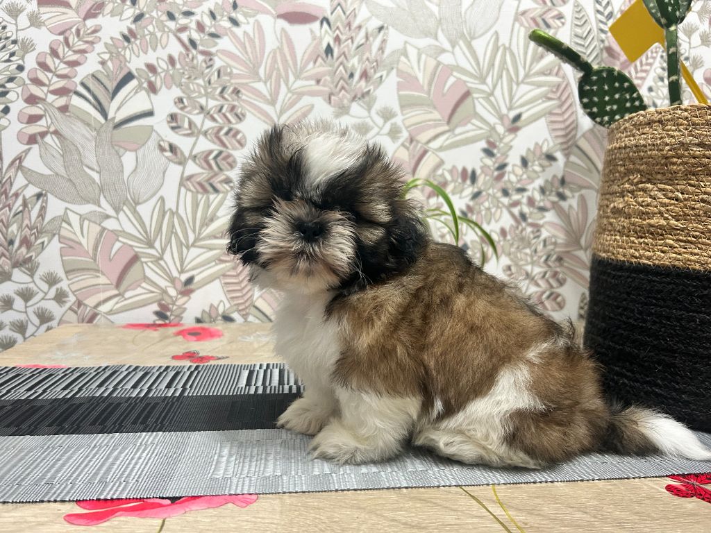 Velak's - Chiots disponibles - Shih Tzu