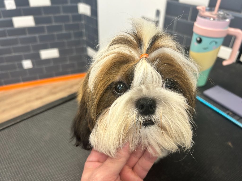 Velak's - Chiots disponibles - Shih Tzu
