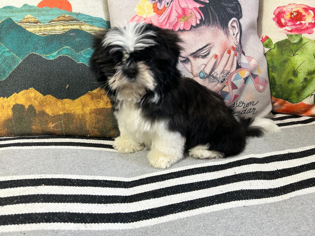 Velak's - Chiots disponibles - Shih Tzu