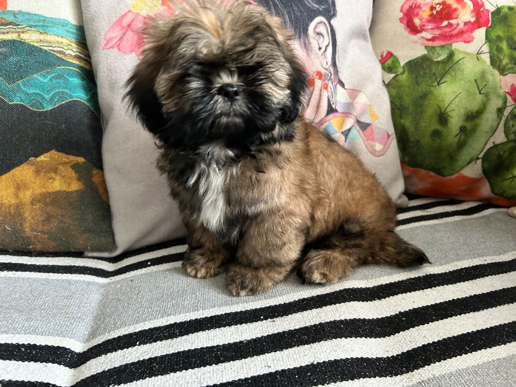 Velak's - Chiots disponibles - Shih Tzu