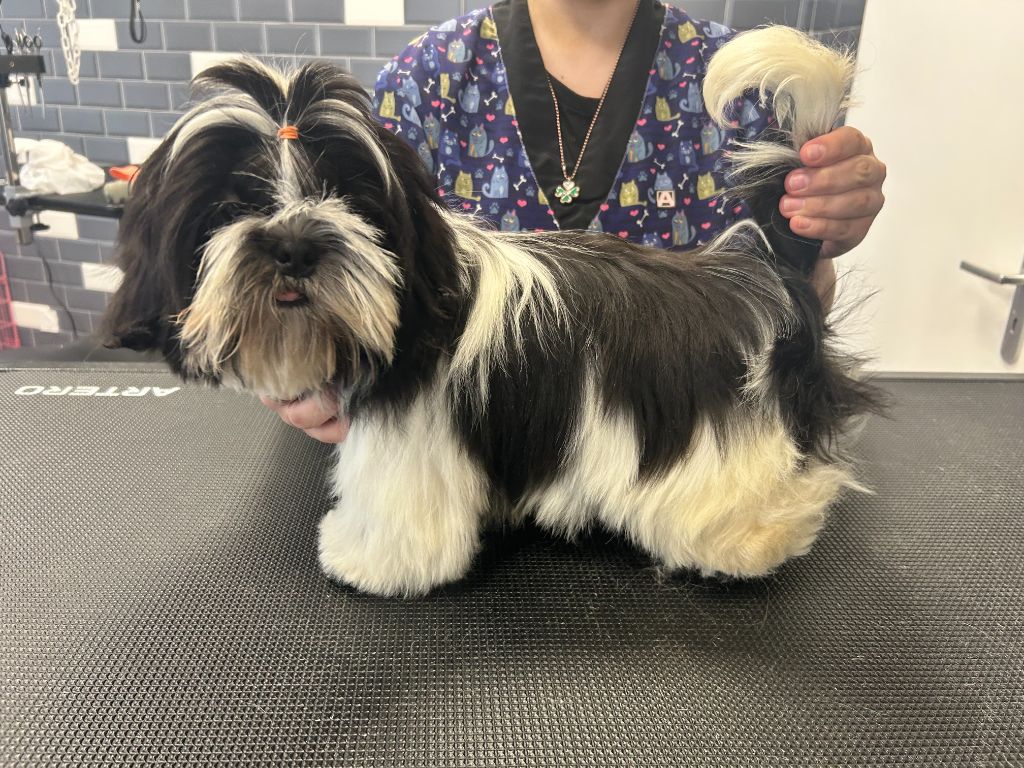 Velak's - Chiots disponibles - Shih Tzu