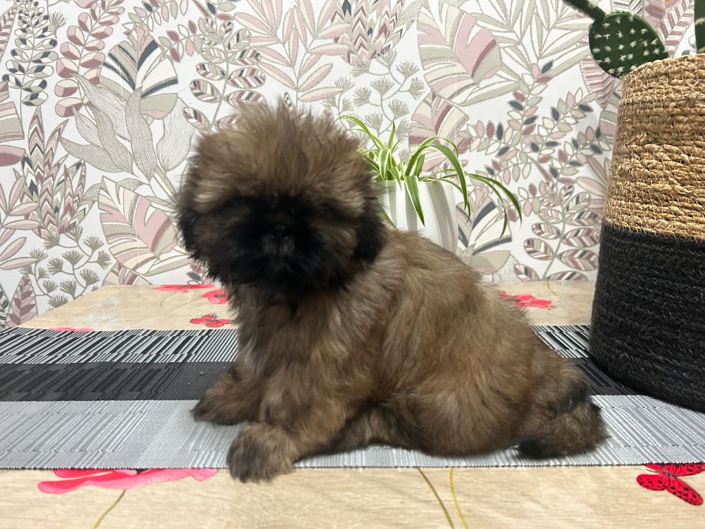 Velak's - Chiots disponibles - Shih Tzu